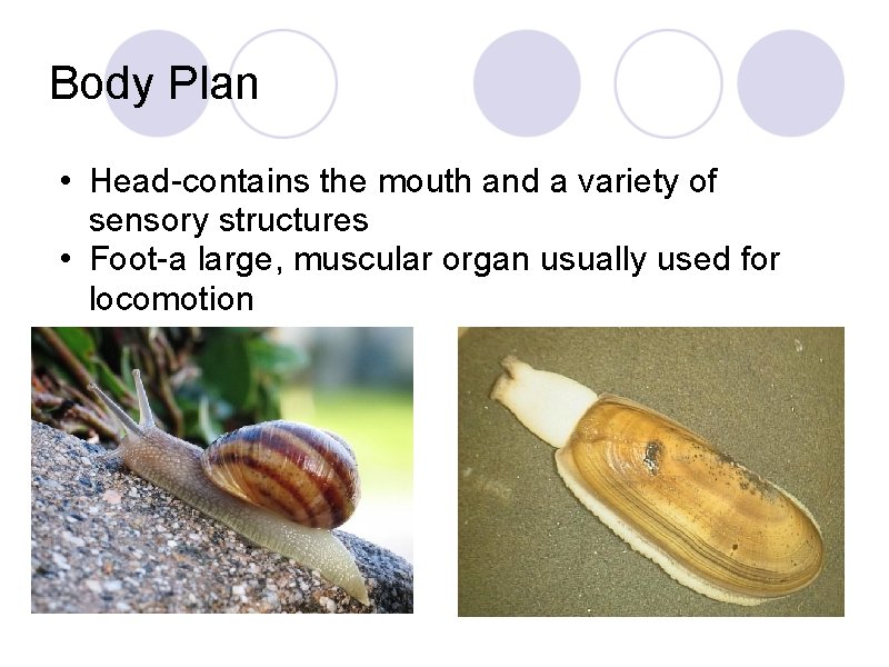 Body Plan • Head-contains the mouth and a variety of sensory structures • Foot-a