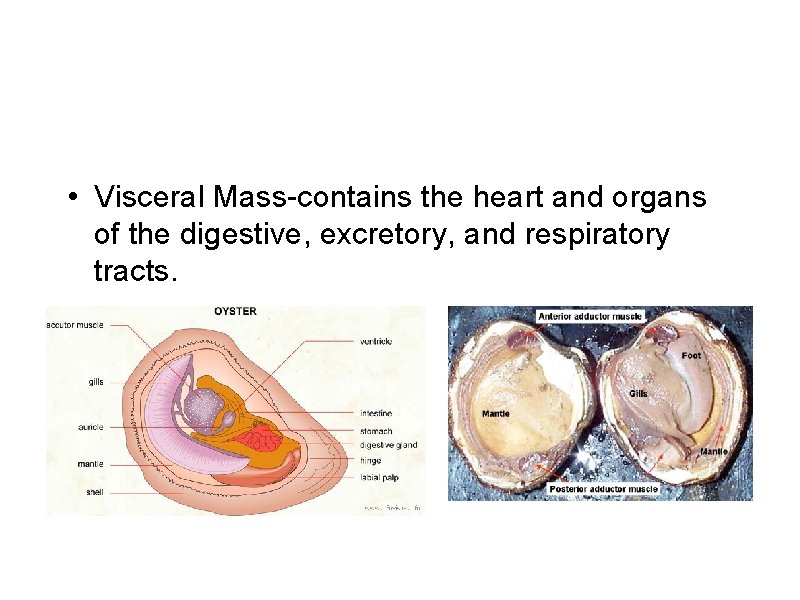 • Visceral Mass-contains the heart and organs of the digestive, excretory, and respiratory • Visceral Mass-contains the heart and organs of the digestive, excretory, and respiratory