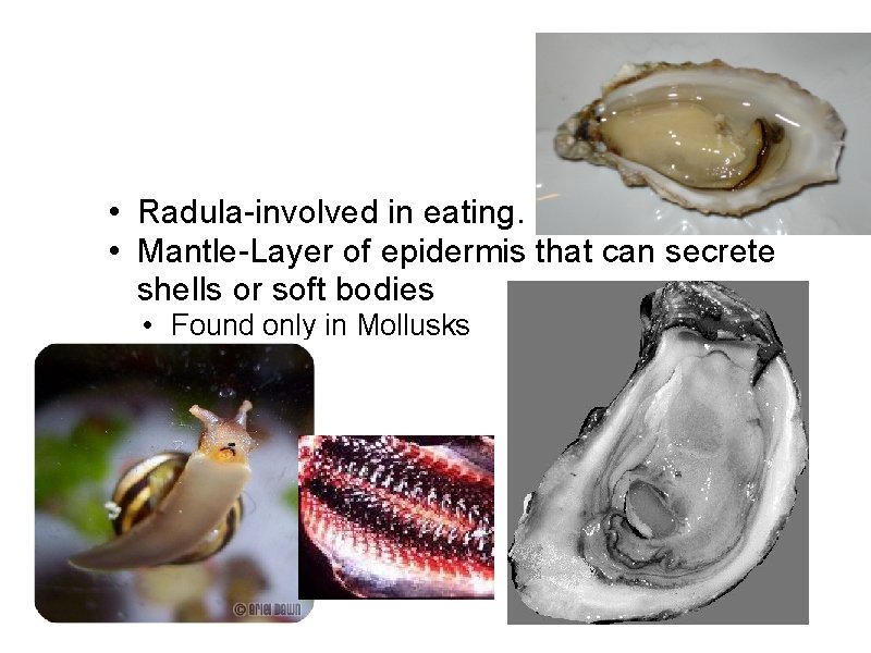  • Radula-involved in eating. • Mantle-Layer of epidermis that can secrete shells or