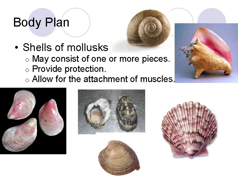 Body Plan • Shells of mollusks o o o May consist of one or