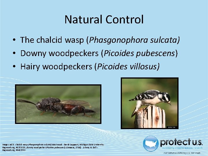 Natural Control • The chalcid wasp (Phasgonophora sulcata) • Downy woodpeckers (Picoides pubescens) •