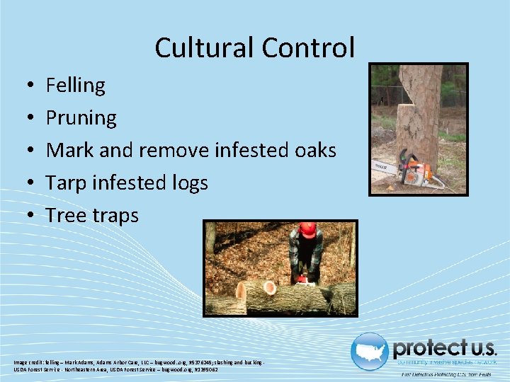 Cultural Control • • • Felling Pruning Mark and remove infested oaks Tarp infested