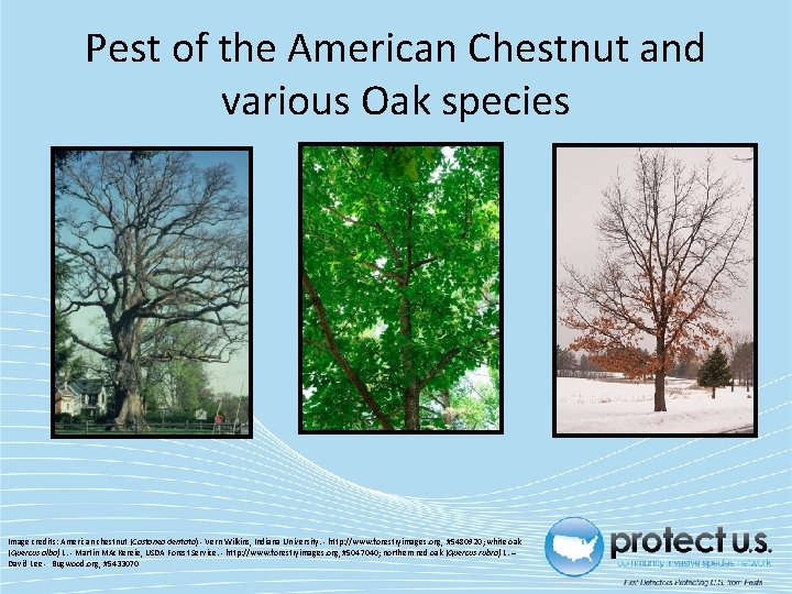 Pest of the American Chestnut and various Oak species Image credits: American chestnut (Castanea