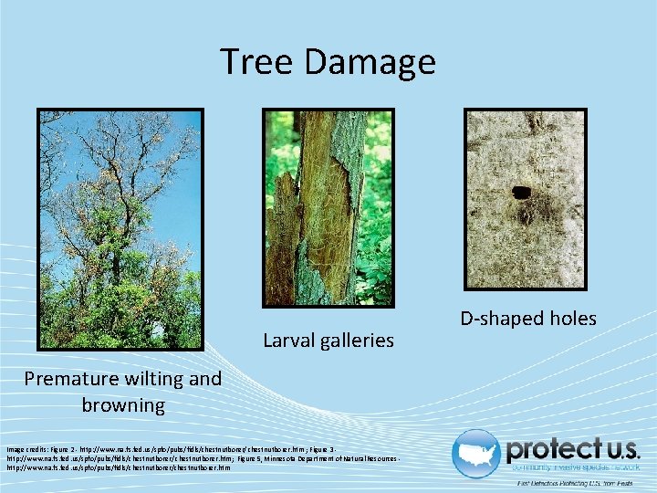 Tree Damage Larval galleries Premature wilting and browning Image credits: Figure 2 - http: