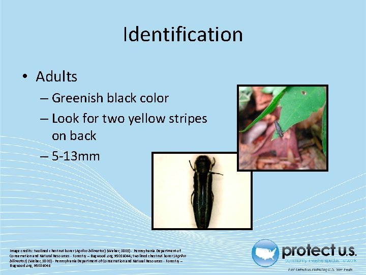 Identification • Adults – Greenish black color – Look for two yellow stripes on