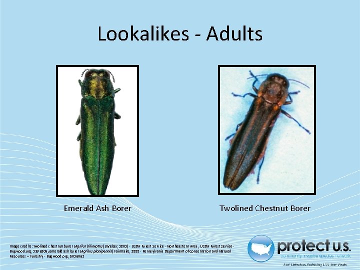 Lookalikes - Adults Emerald Ash Borer Twolined Chestnut Borer Image credits: twolined chestnut borer