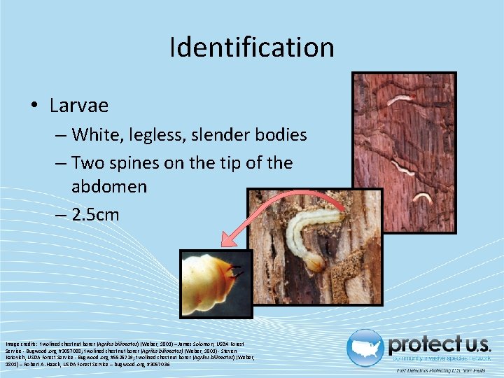 Identification • Larvae – White, legless, slender bodies – Two spines on the tip