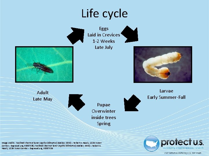 Life cycle Eggs Laid in Crevices 1 -2 Weeks Late July Adult Late May