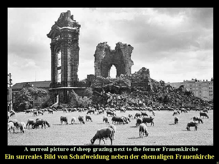 A surreal picture of sheep grazing next to the former Frauenkirche Ein surreales Bild