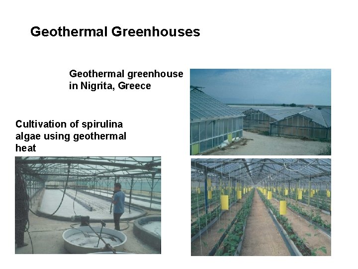 Geothermal Greenhouses Geothermal greenhouse in Nigrita, Greece Cultivation of spirulina algae using geothermal heat