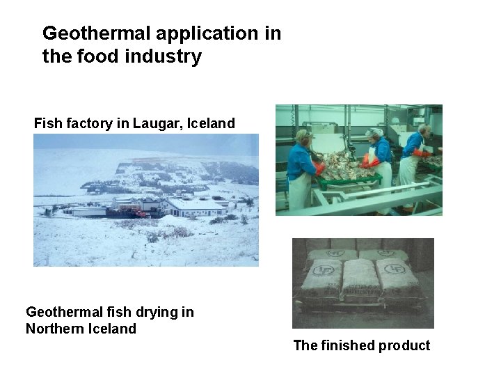 Geothermal application in the food industry Fish factory in Laugar, Iceland Geothermal fish drying