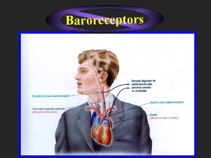 Baroreceptors 