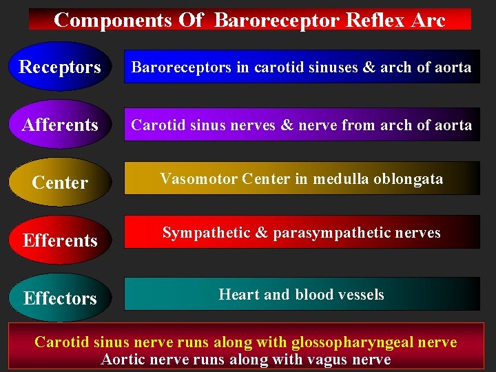 Components Of Baroreceptor Reflex Arc Receptors Baroreceptors in carotid sinuses & arch of aorta