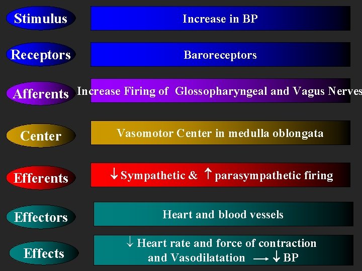 Stimulus Increase in BP Receptors Baroreceptors Afferents Increase Firing of Glossopharyngeal and Vagus Nerves