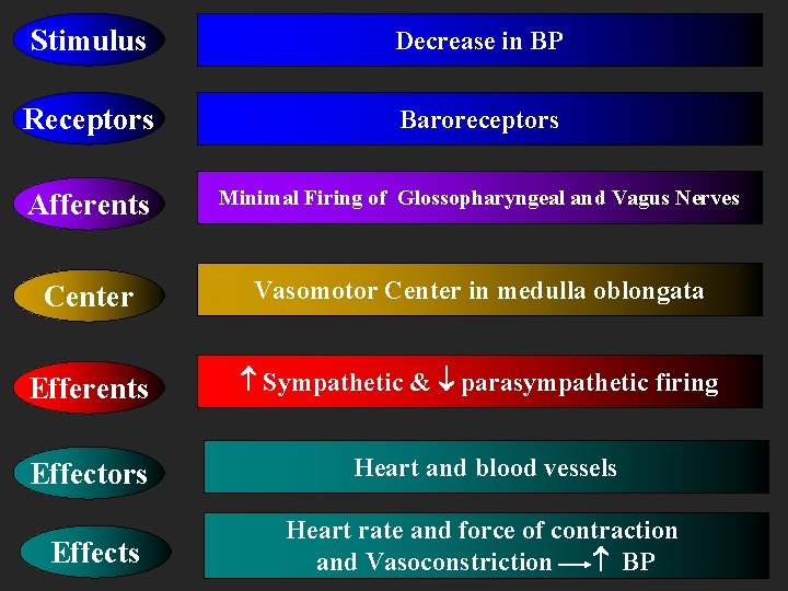 Stimulus Decrease in BP Receptors Baroreceptors Afferents Minimal Firing of Glossopharyngeal and Vagus Nerves