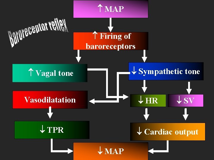  MAP Firing of baroreceptors Sympathetic tone Vagal tone HR Vasodilatation TPR SV Cardiac