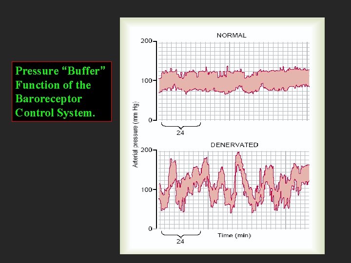 Pressure “Buffer” Function of the Baroreceptor Control System. 