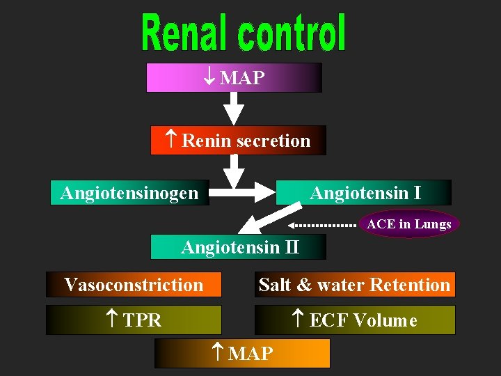  MAP Renin secretion Angiotensin I Angiotensinogen ACE in Lungs Angiotensin II Vasoconstriction Salt