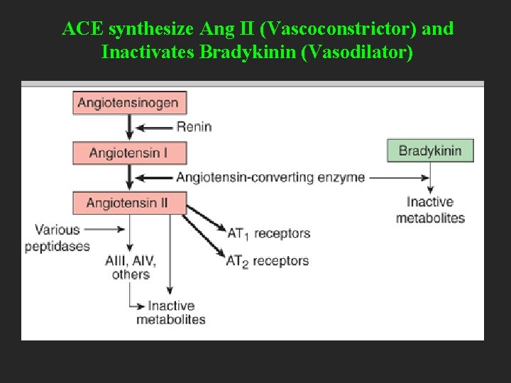 ACE synthesize Ang II (Vascoconstrictor) and Inactivates Bradykinin (Vasodilator) 