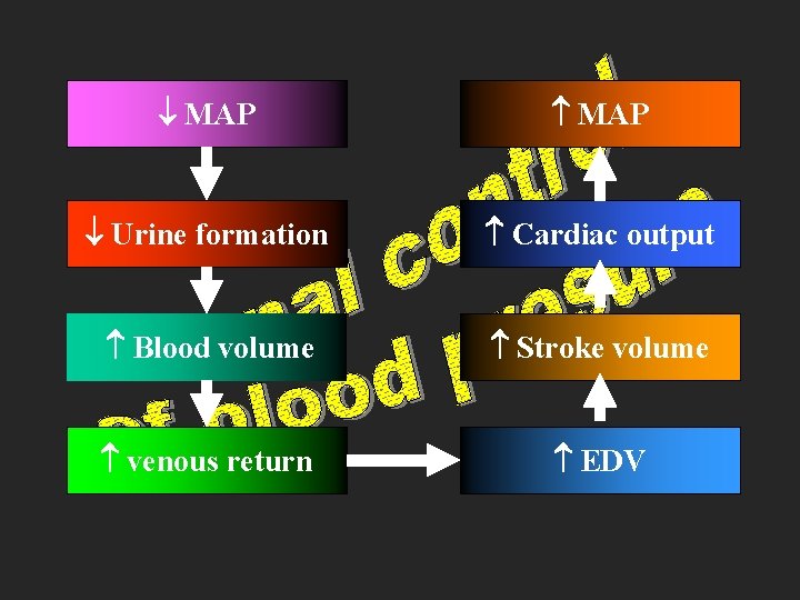  MAP Urine formation Cardiac output Blood volume Stroke volume venous return EDV 