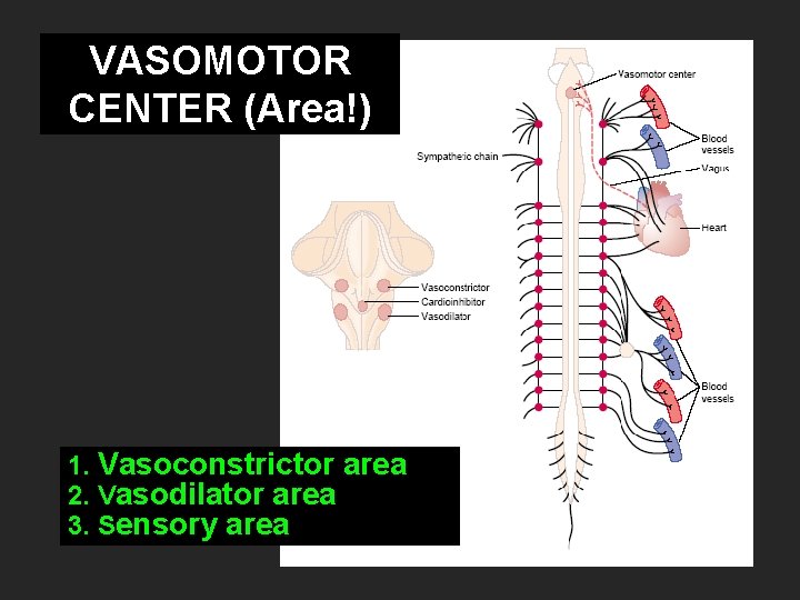 VASOMOTOR CENTER (Area!) 1. Vasoconstrictor area 2. Vasodilator area 3. Sensory area 