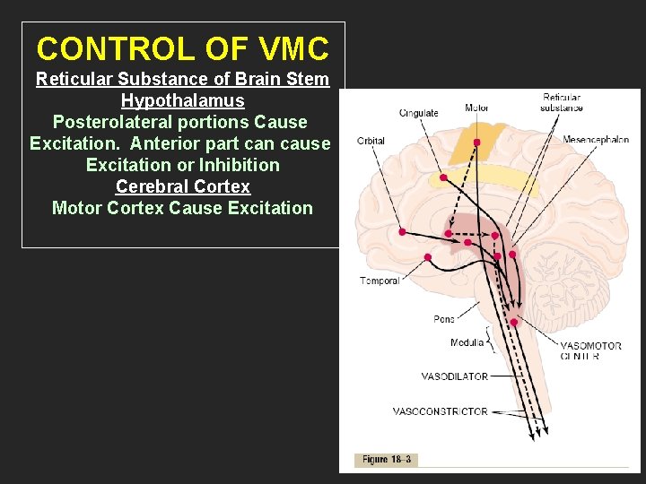 CONTROL OF VMC Reticular Substance of Brain Stem Hypothalamus Posterolateral portions Cause Excitation. Anterior