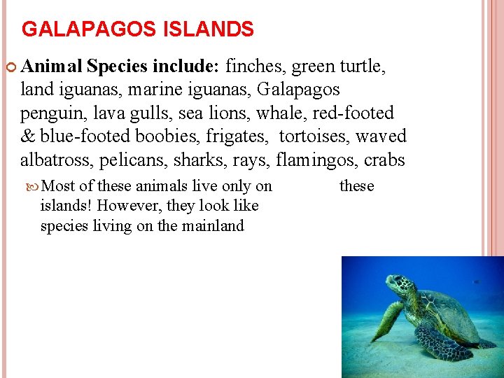 GALAPAGOS ISLANDS Animal Species include: finches, green turtle, land iguanas, marine iguanas, Galapagos penguin,