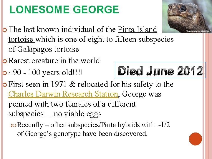 LONESOME GEORGE The last known individual of the Pinta Island tortoise which is one