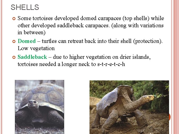 SHELLS Some tortoises developed domed carapaces (top shells) while other developed saddleback carapaces. (along