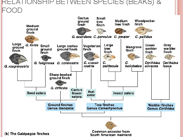 RELATIONSHIP BETWEEN SPECIES (BEAKS) & FOOD 