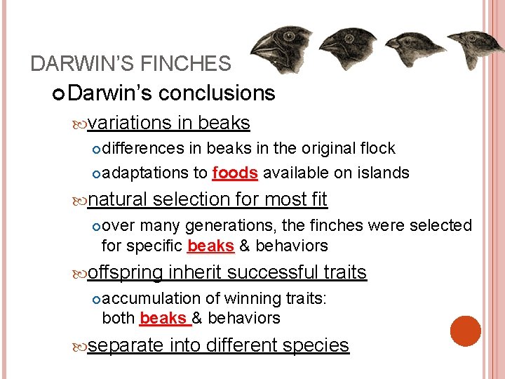 DARWIN’S FINCHES Darwin’s conclusions variations in beaks differences in beaks in the original flock