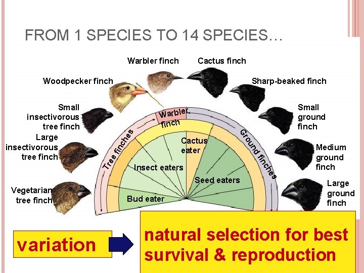 FROM 1 SPECIES TO 14 SPECIES… Warbler finch Cactus finch Woodpecker finch Small ground