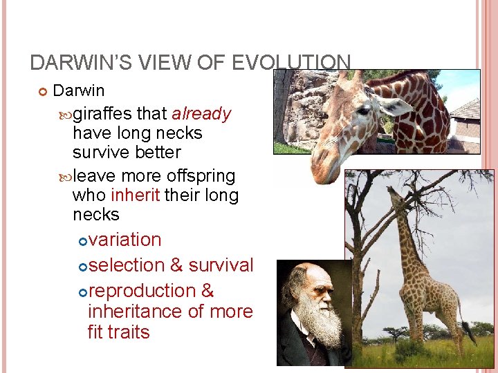 DARWIN’S VIEW OF EVOLUTION Darwin giraffes that already have long necks survive better leave