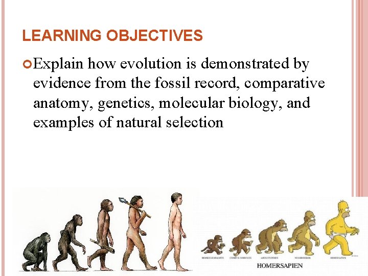 LEARNING OBJECTIVES Explain how evolution is demonstrated by evidence from the fossil record, comparative