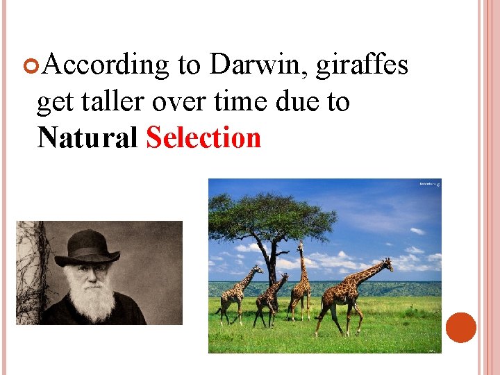  According to Darwin, giraffes get taller over time due to Natural Selection 