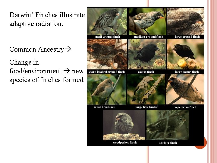 Darwin’ Finches illustrate adaptive radiation. Common Ancestry Change in food/environment new species of finches