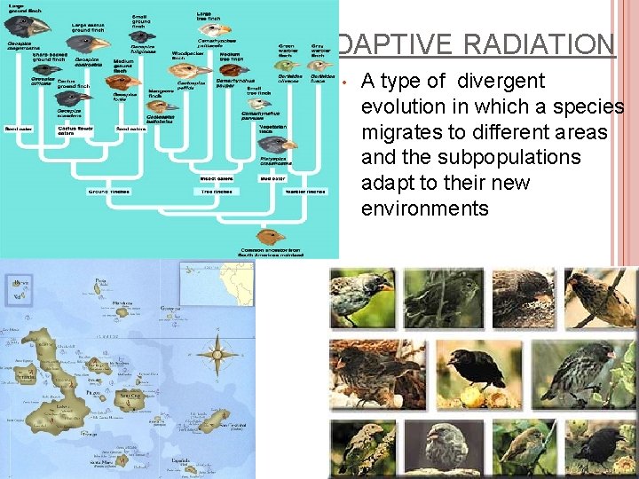 ADAPTIVE RADIATION • A type of divergent evolution in which a species migrates to