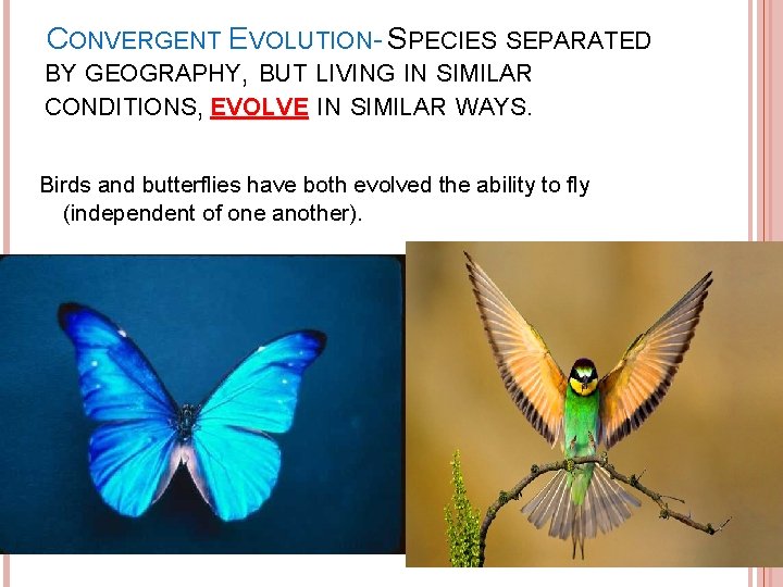  CONVERGENT EVOLUTION- SPECIES SEPARATED BY GEOGRAPHY, BUT LIVING IN SIMILAR CONDITIONS, EVOLVE IN