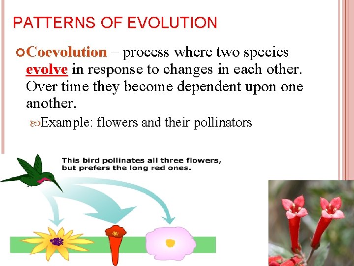 PATTERNS OF EVOLUTION Coevolution – process where two species evolve in response to changes