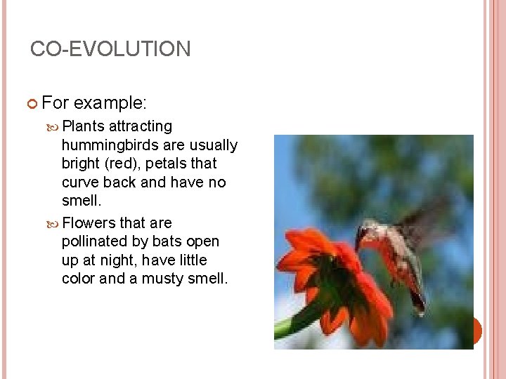 CO-EVOLUTION For example: Plants attracting hummingbirds are usually bright (red), petals that curve back