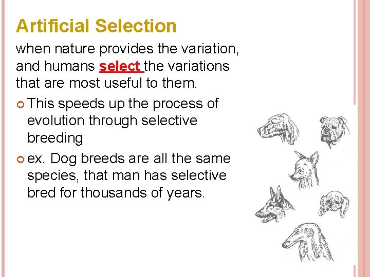 Artificial Selection when nature provides the variation, and humans select the variations that are