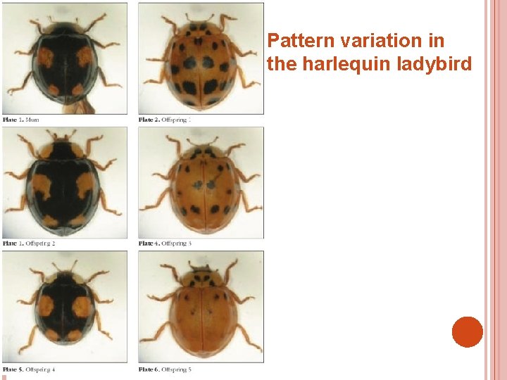 Pattern variation in the harlequin ladybird 