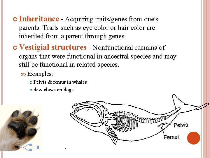  Inheritance - Acquiring traits/genes from one's parents. Traits such as eye color or