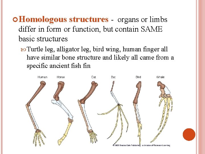  Homologous structures - organs or limbs differ in form or function, but contain