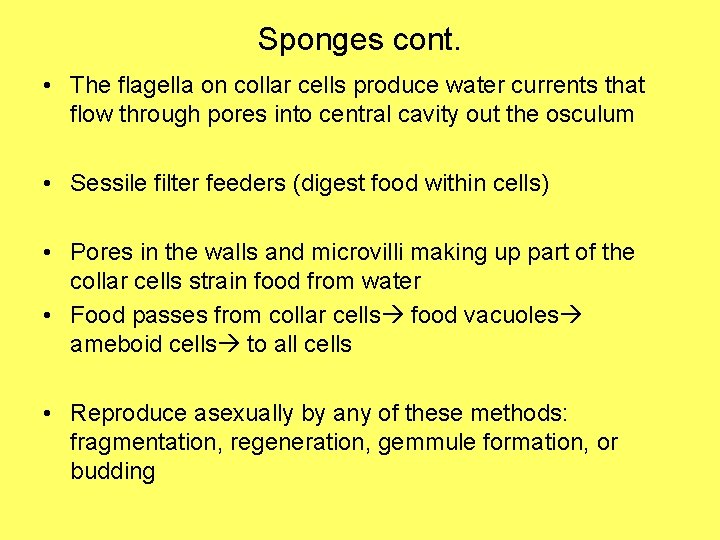 Sponges cont. • The flagella on collar cells produce water currents that flow through