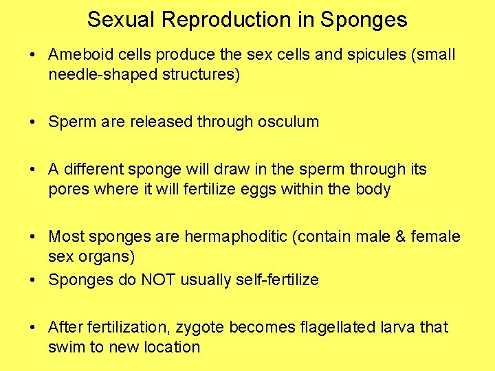 Sexual Reproduction in Sponges • Ameboid cells produce the sex cells and spicules (small