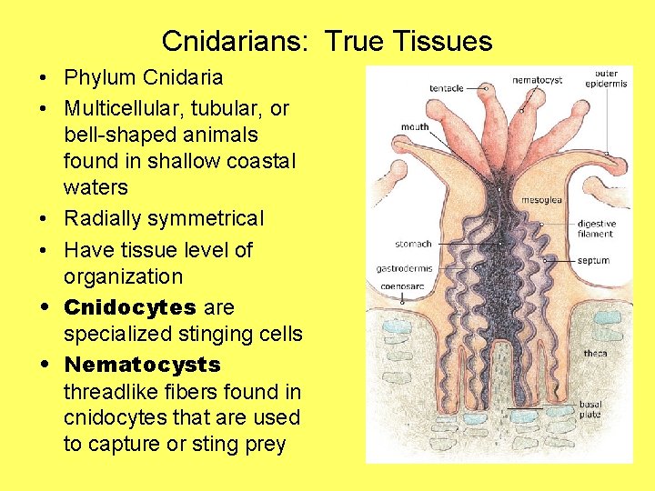 Cnidarians: True Tissues • Phylum Cnidaria • Multicellular, tubular, or bell-shaped animals found in