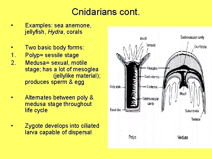 Cnidarians cont. • Examples: sea anemone, jellyfish, Hydra, corals • 1. 2. Two basic