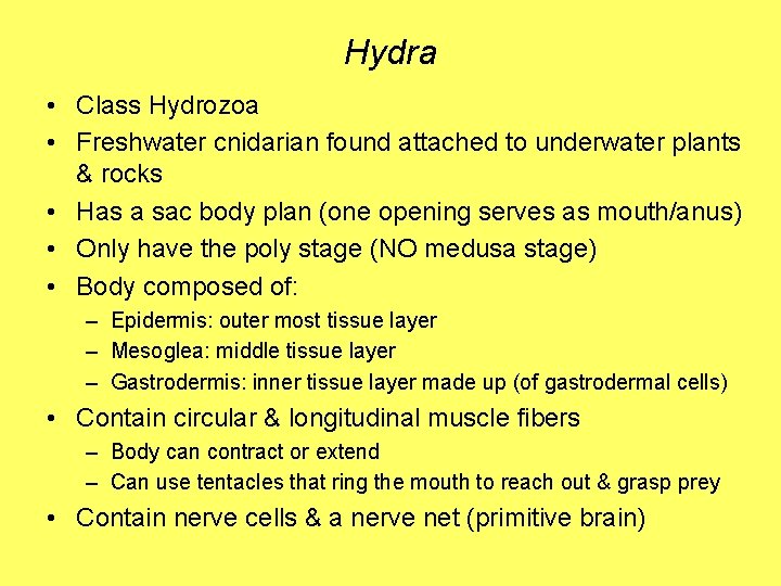 Hydra • Class Hydrozoa • Freshwater cnidarian found attached to underwater plants & rocks