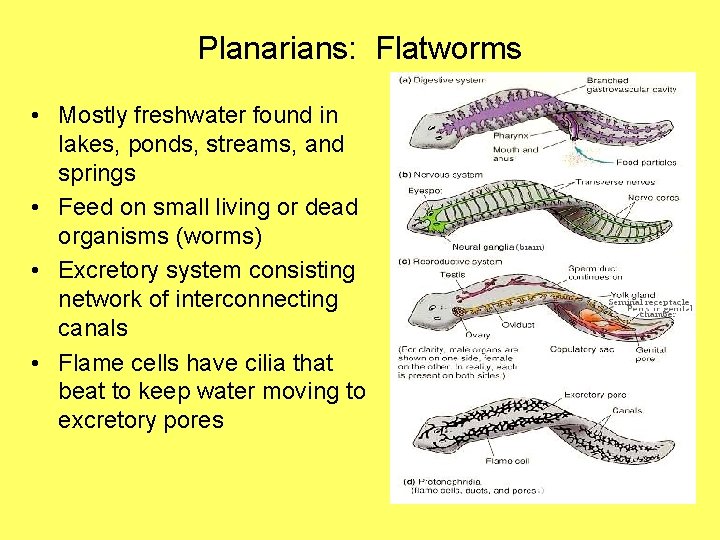 Planarians: Flatworms • Mostly freshwater found in lakes, ponds, streams, and springs • Feed